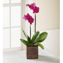 C32-5194 The FTD® Fuchsia Phalaenopsis Orchid