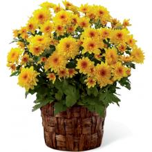 B7-4923 The FTD® Chrysanthemum