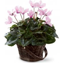 C24-4880 The FTD® Pink Cyclamen