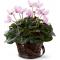 C24-4880 The FTD® Pink Cyclamen