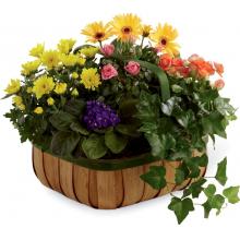 C26-4524 The FTD® Gentle Blossoms Basket