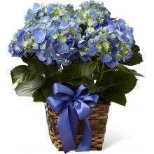 C27-4879 The FTD® Blue Hydrangea Planter