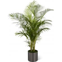 C28-4891 The FTD® Palm