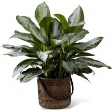 C28-4892 The FTD® Chinese Evergreen