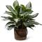 C28-4892 The FTD® Chinese Evergreen