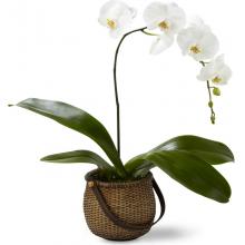 C29-4882 The FTD® White Phalaenopsis Orchid