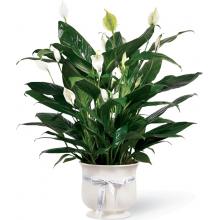 CPP The FTD® Comfort Planter