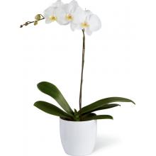 S11-4462 The FTD® White Orchid Planter