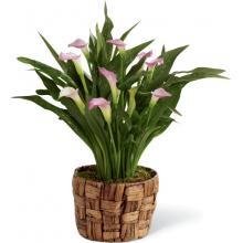 S27-4498 The FTD® Calla Lily Planter