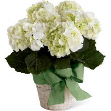 S5-4445 The FTD® White Hydrangea Planter
