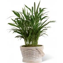 S51-4569 The FTD® Deeply Adored Palm Planter