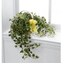S53-4570 The FTD® Solace Ivy Planter